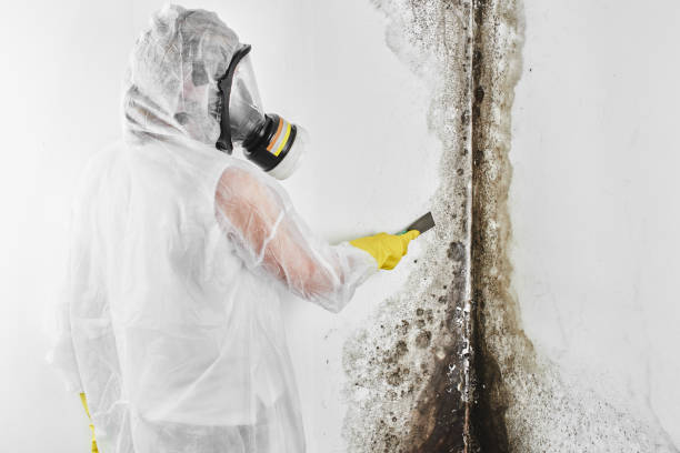 Best Water Damage & Mold Remediation  in Manawa, WI